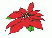 Weihnachtsstern Weihnachtsstern